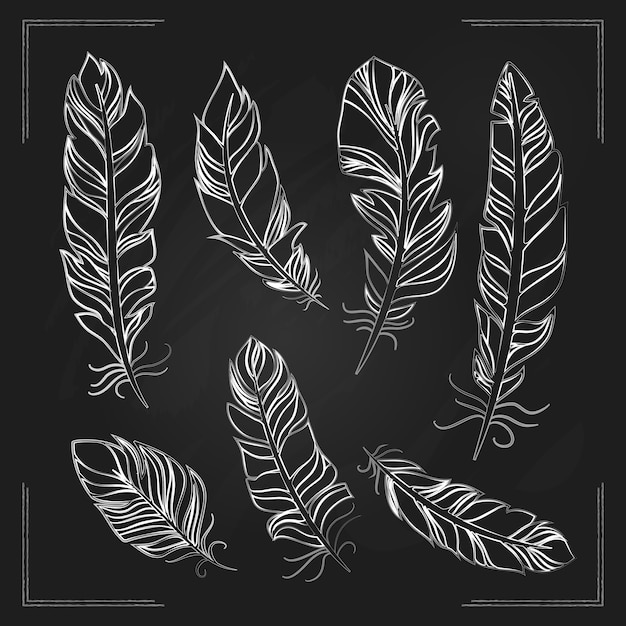 Free Vector delicate bird feathers hand drawn with chalk on a blackboard in a white outline showing the structure of the vane and feathery barbs with corner borders  square format