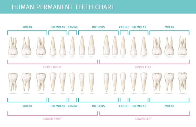 Dental anatomy chart with permanent human teeth realistic vector illustration