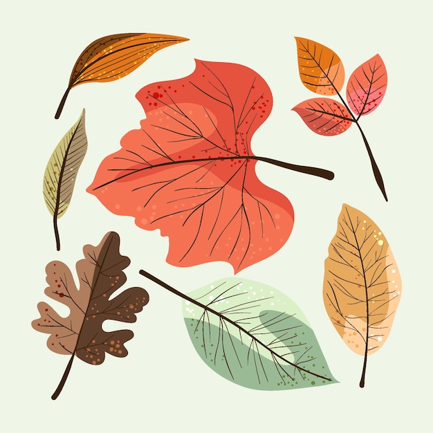 Detailed autumn leaves collection