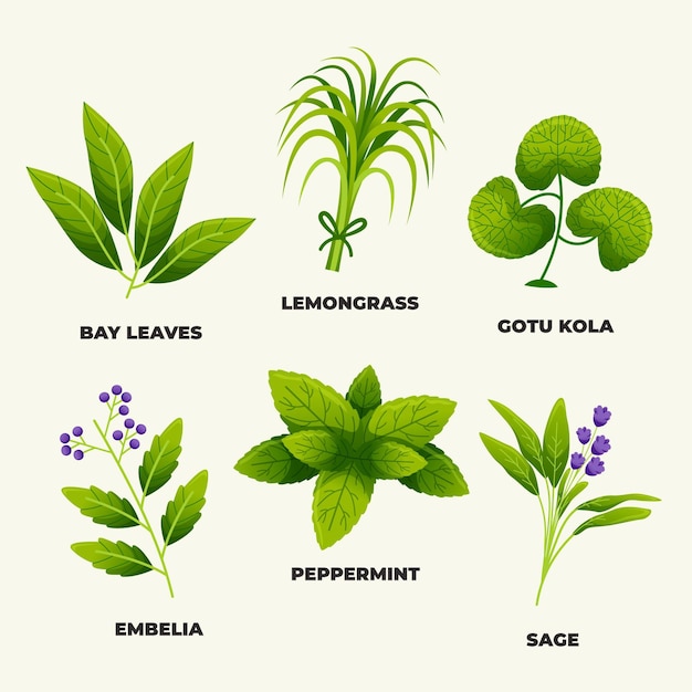 Detailed essential oil herb collection