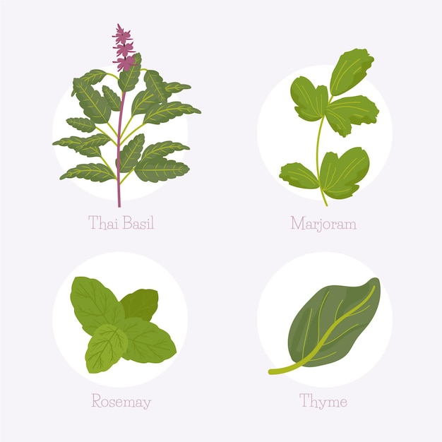 Free Vector detailed essential oil herb collection