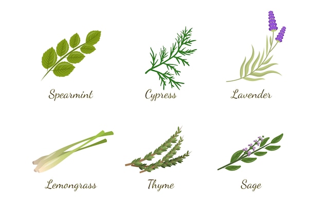 Free Vector detailed essential oil herb collection