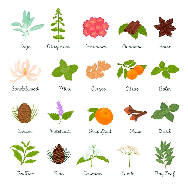 Free Vector detailed essential oil herb pack