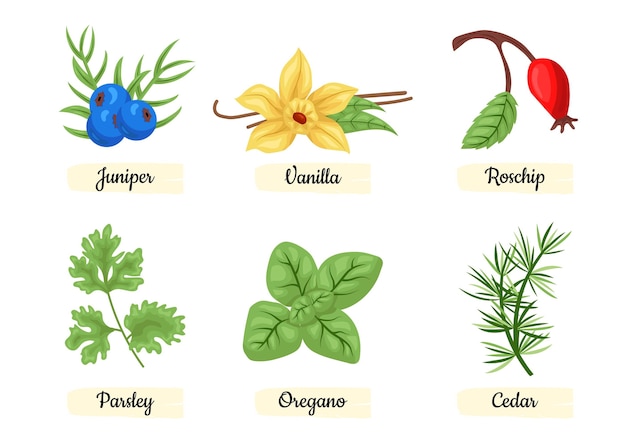 Free Vector detailed essential oil herb set