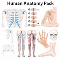 Free vector detailed human anatomy vector illustration