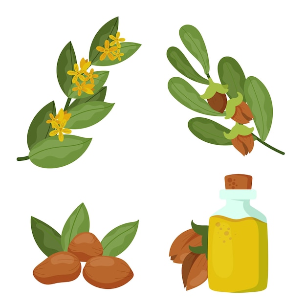 Free vector detailed jojoba element pack