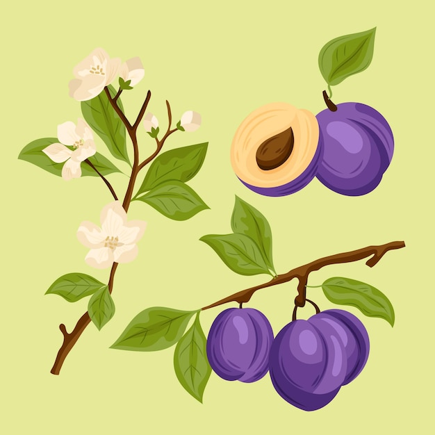 Free Vector detailed plum fruit and flowers illustration