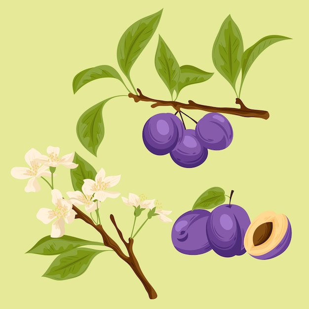 Free Vector detailed plum fruit and flowers illustration