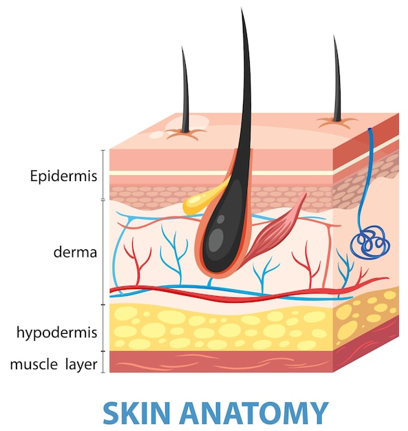 Detailed Skin Anatomy Illustration