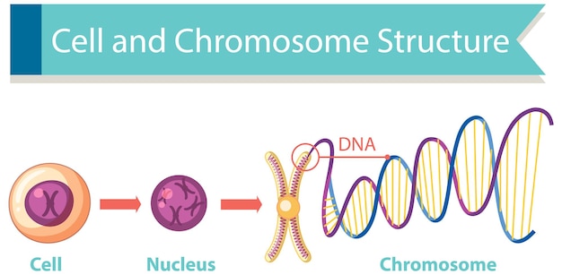 Free vector diagram of cell and chromosome structure