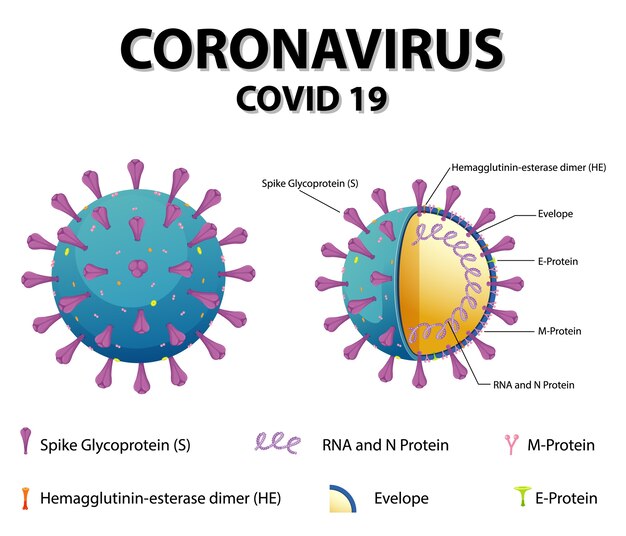 Diagram of Corona virus particle structure