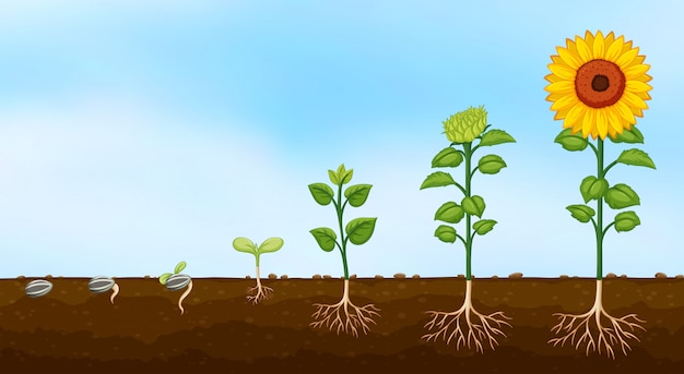 Free Vector diagram of plant growth stages