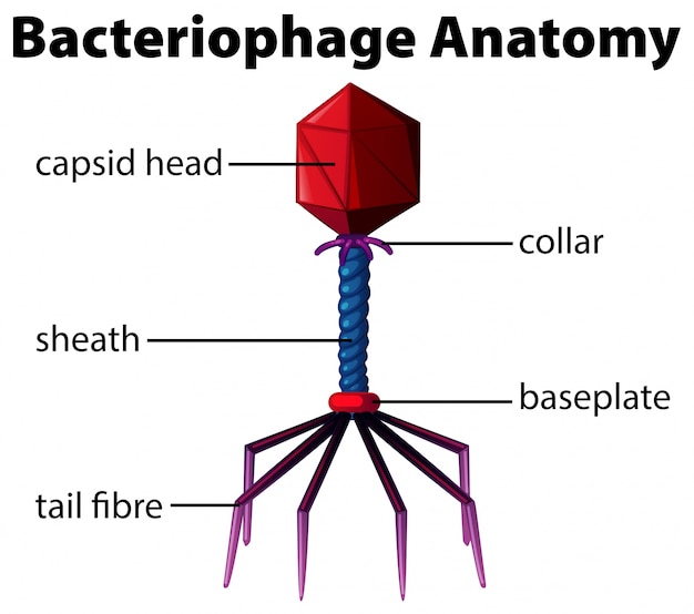 Diagram showing bacteriophage anatomy