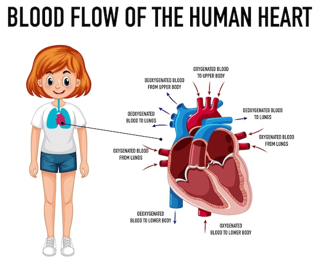 Diagram showing blood flow of human heart