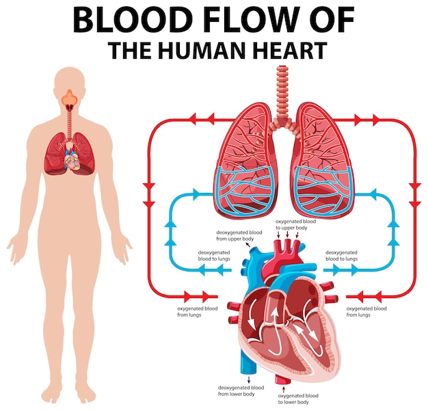 Diagram showing blood flow of human heart