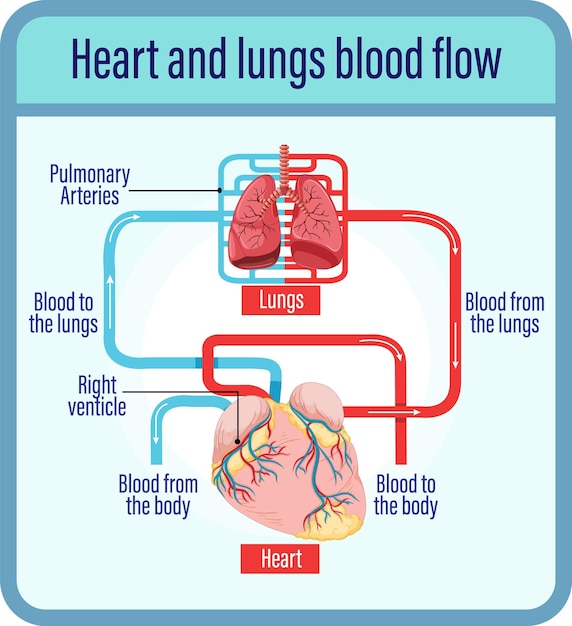 Diagram showing blood flow of human heart