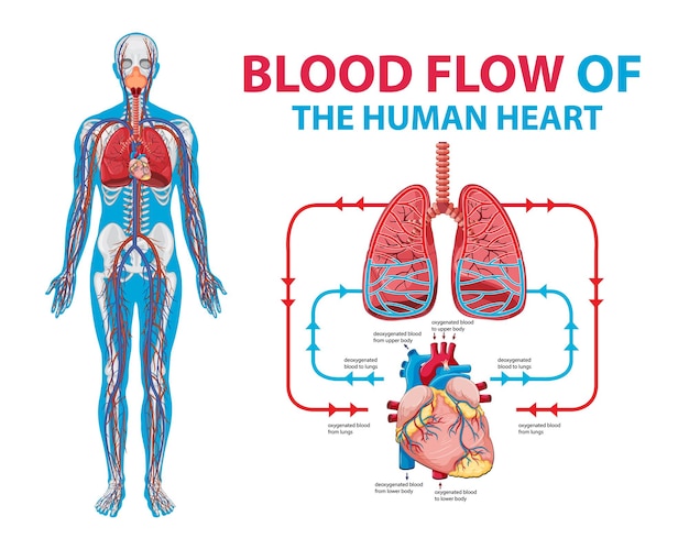 Free Vector diagram showing blood flow in human