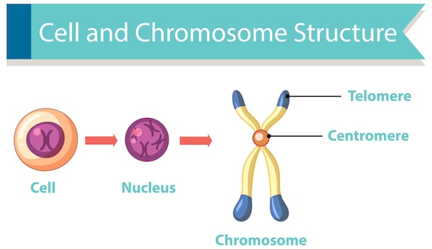 Free vector diagram showing cell and chromosome structure