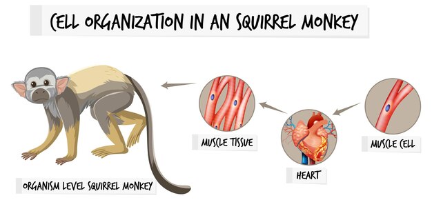 Diagram showing cell organization in a aquirrel monkey