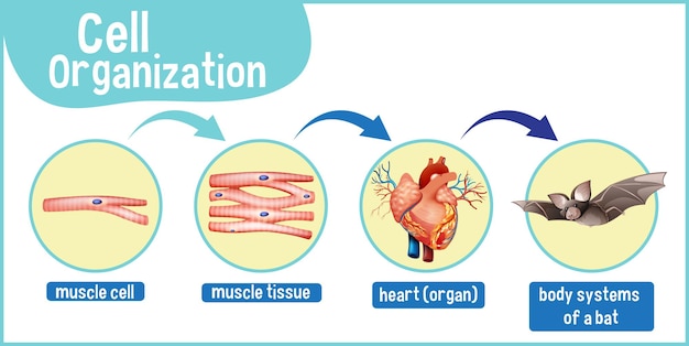 Free vector diagram showing cell organization in a bat