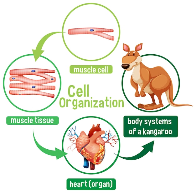 Diagram showing cell organization in a kangaroo