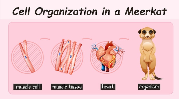 Free vector diagram showing cell organization in a meerkat