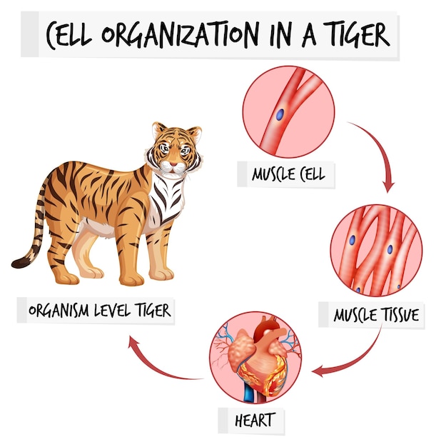 Free Vector diagram showing cell organization in a tiger