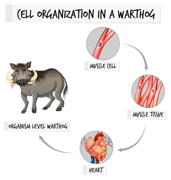 Diagram showing cell organization in a warthog