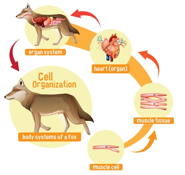 Diagram showing cell organization in a wolf