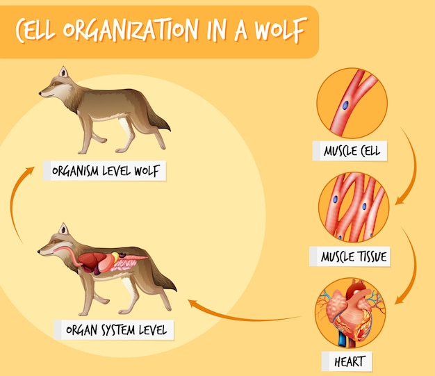 Free Vector diagram showing cell organization in a wolf