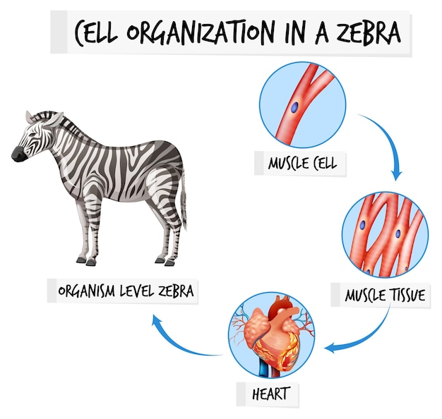 Free vector diagram showing cell organization in a zebra