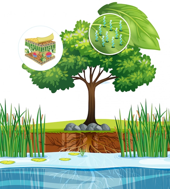 Free Vector diagram showing close up plant cell from a tree