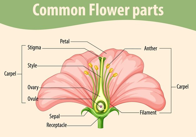 Diagram showing common flower parts