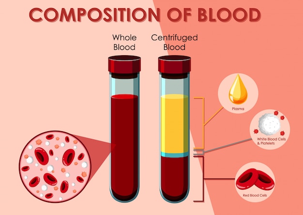 Diagram showing composition of blood