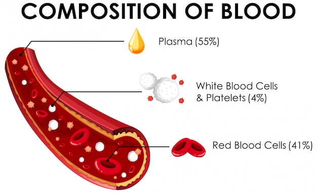 Free vector diagram showing composition of blood