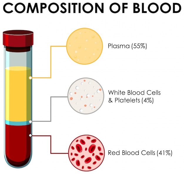 Diagram showing composition of blood