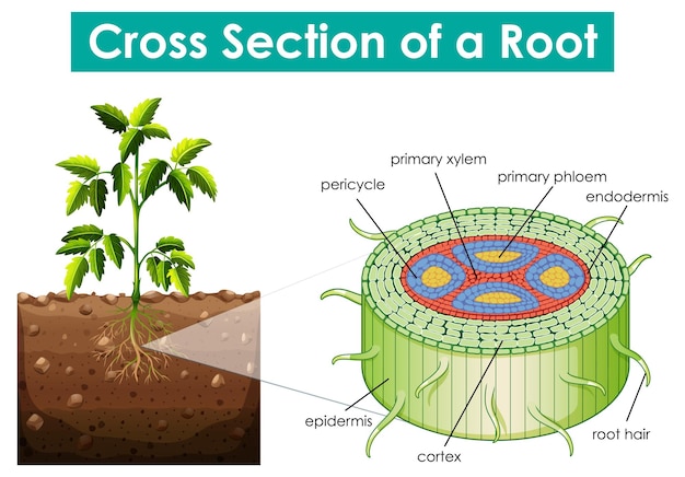 Free Vector diagram showing cross section of a root