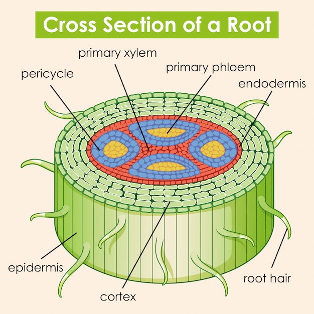 Free Vector diagram showing cross section of a root