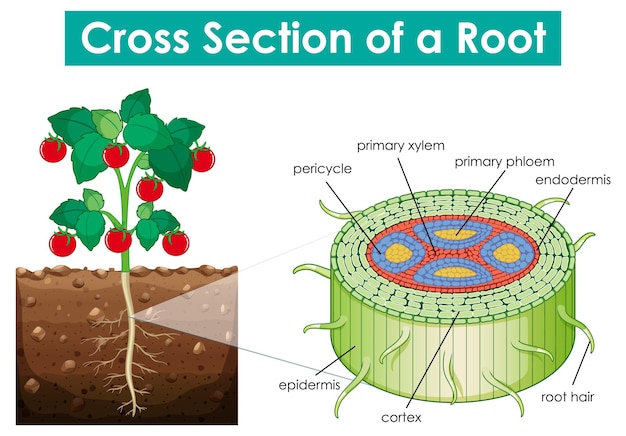 Diagram showing cross section of a root