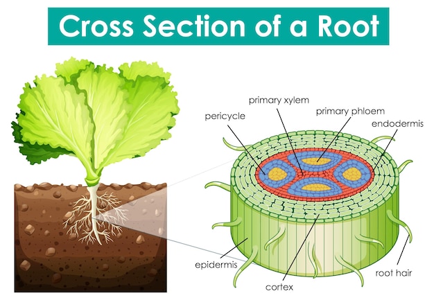 Diagram showing cross section of a root