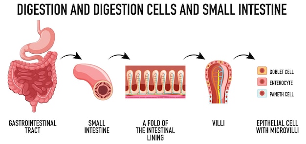 Diagram showing digestion cells