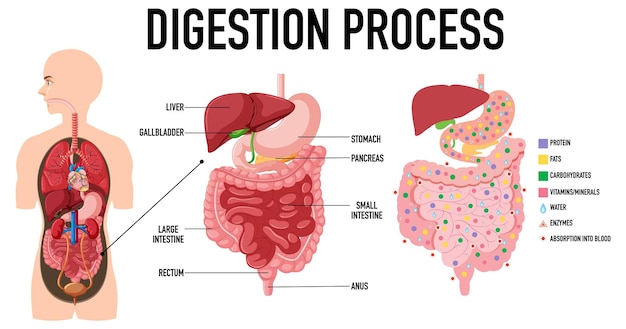 Free Vector diagram showing digestion process