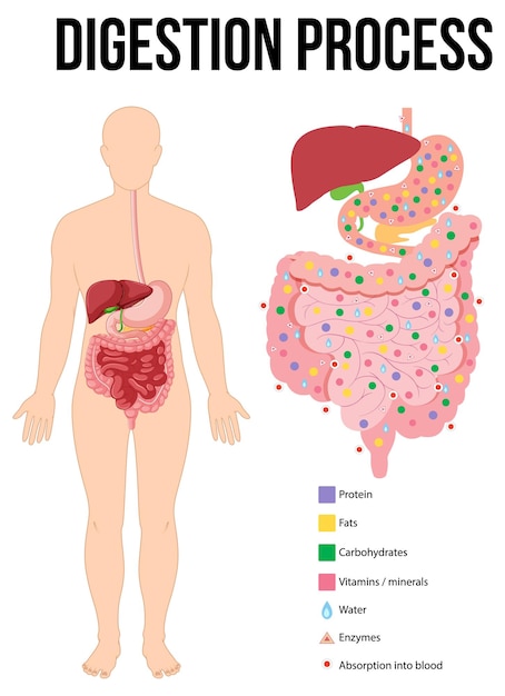 Diagram showing digestion process