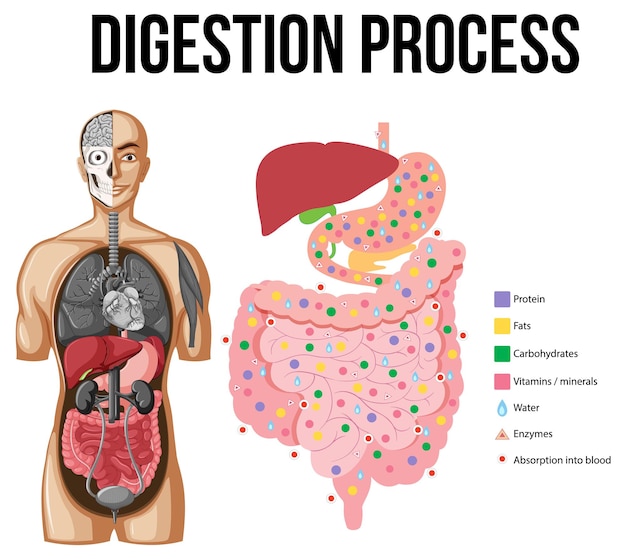 Diagram showing digestion process