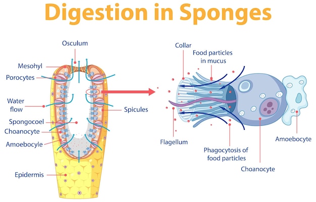 Free Vector diagram showing digestion in sponges