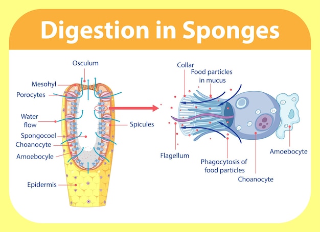 Diagram showing digestion in sponges