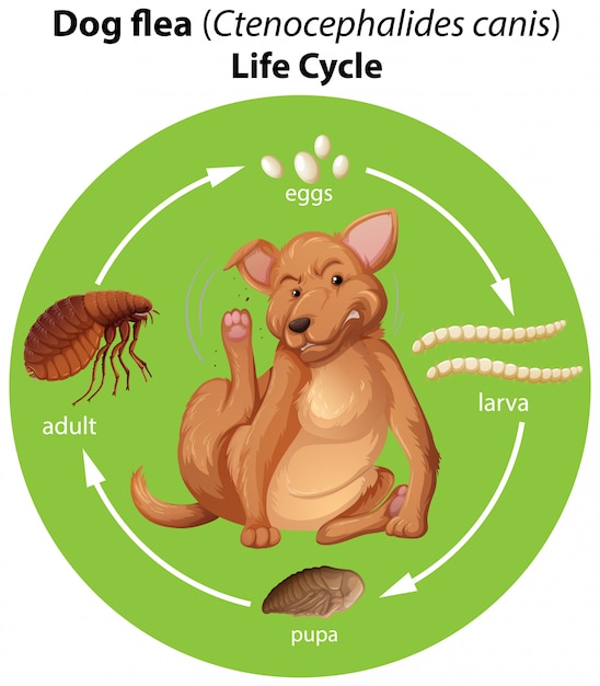 Free Vector diagram showing dog flea life cycle