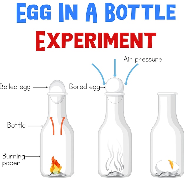 Diagram showing experiment with eggs