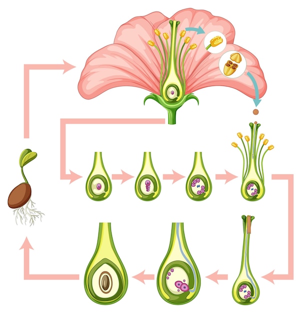 Diagram showing fertilization in flower