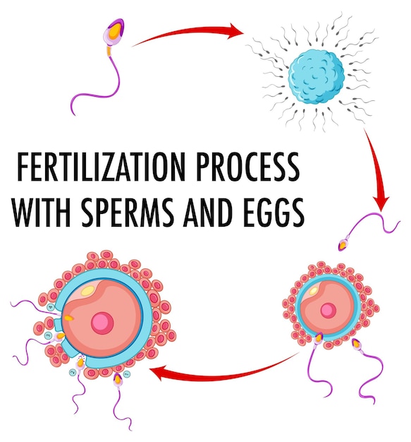 Diagram showing fertilization process